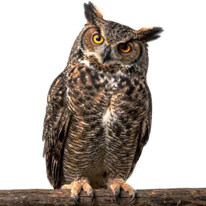 A great horned owl on a perch, head tilted in a thoughtful judging stare