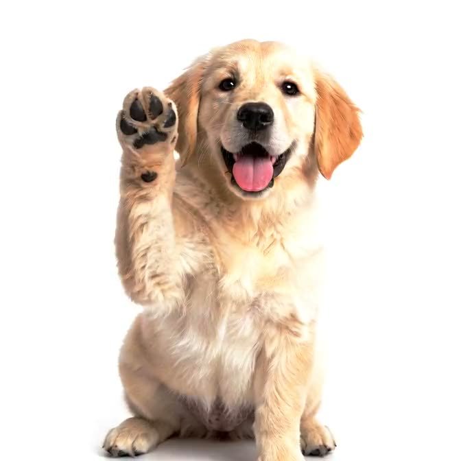 A golden retriever puppy raising one paw, volunteering